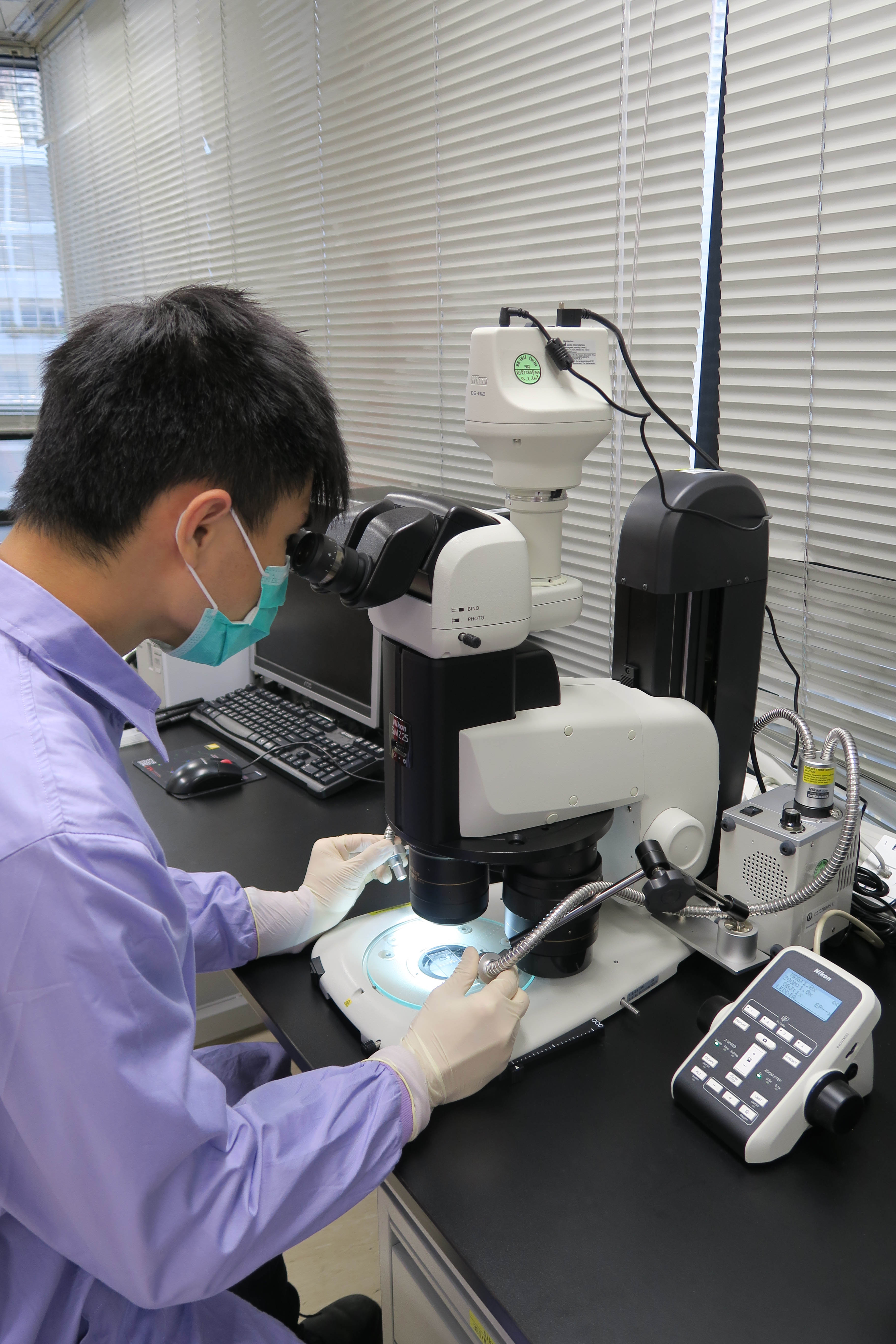 A staff is examining a biological sample under a stereomicroscope